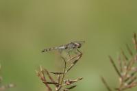 Sympetrum striolatum