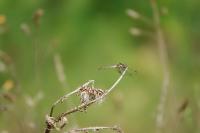 Sympetrum striolatum