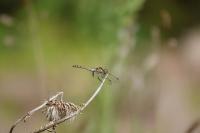 Sympetrum striolatum
