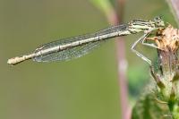 Platycnemis pennipes