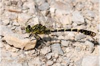 Onychogomphus forcipatus