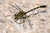Onychogomphus forcipatus