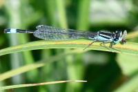 Ischnura elegans