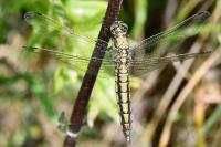 Orthetrum cancellatum