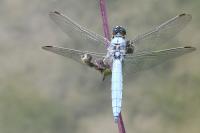 Orthetrum brunneum