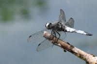Libellula fulva
