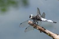 Libellula fulva