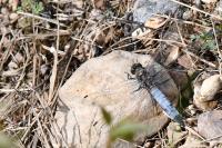 Orthetrum cancellatum