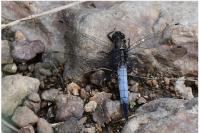 Orthetrum cancellatum