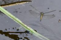 Orthetrum cancellatum