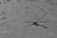 Anax imperator