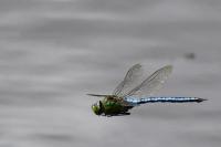 Anax imperator