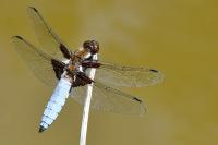 Libellula depressa