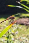 Sympetrum striolatum