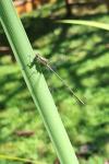 Chalcolestes viridis