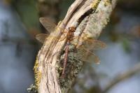 Aeshna grandis