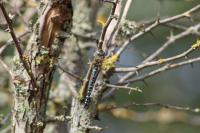 Aeshna mixta