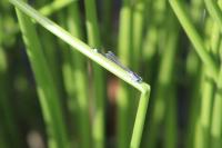Ischnura elegans
