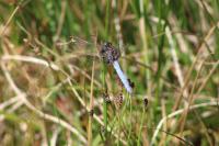 Orthetrum coerulescens
