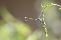 Lestes sponsa