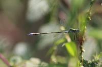 Lestes sponsa