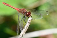 Sympetrum sanguineum