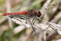 Sympetrum sanguineum