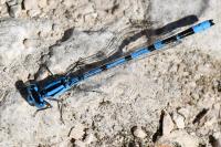 Enallagma cyathigerum