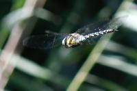 Aeshna mixta