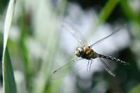Aeshna mixta