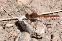 Sympetrum meridionale