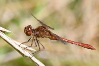 Sympetrum meridionale