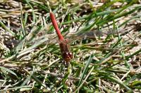 Sympetrum meridionale