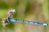 Enallagma cyathigerum