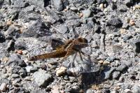 Crocothemis erythraea