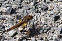 Crocothemis erythraea