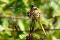 Sympetrum fonscolombii