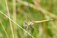 Sympetrum fonscolombii