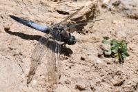 Orthetrum cancellatum