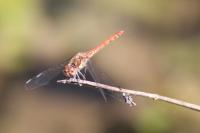Sympetrum striolatum