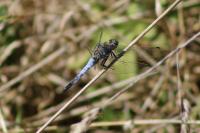 Orthetrum cancellatum
