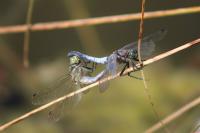 Orthetrum cancellatum