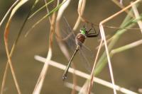 Somatochlora metallica