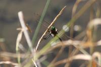 Somatochlora metallica