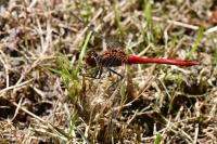 Sympetrum sanguineum