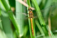 Sympetrum sanguineum
