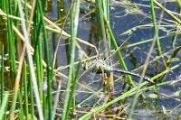 Anax imperator