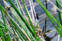 Anax imperator