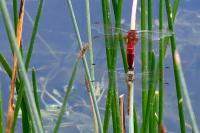 Crocothemis erythraea