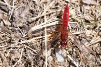 Crocothemis erythraea